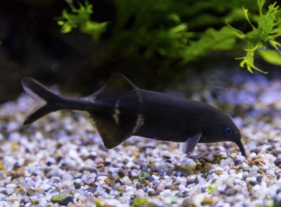 Long-nosed Elephant Fish