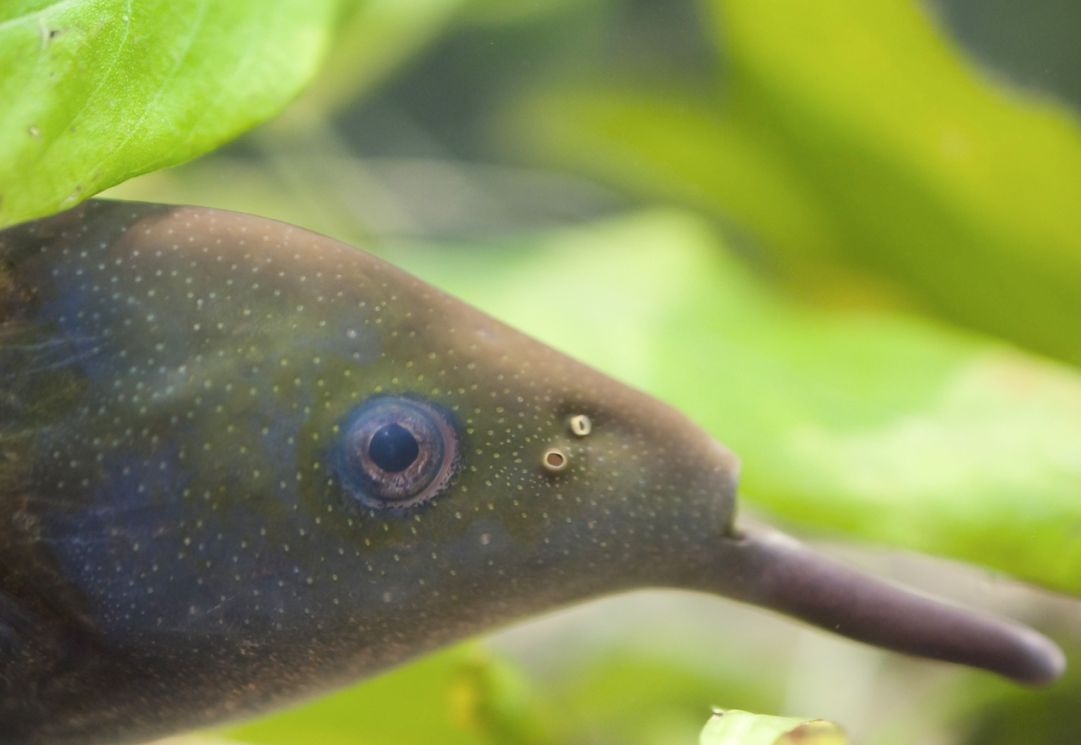 Creating the Environment for Elephant Nose Fish: A Care Guide