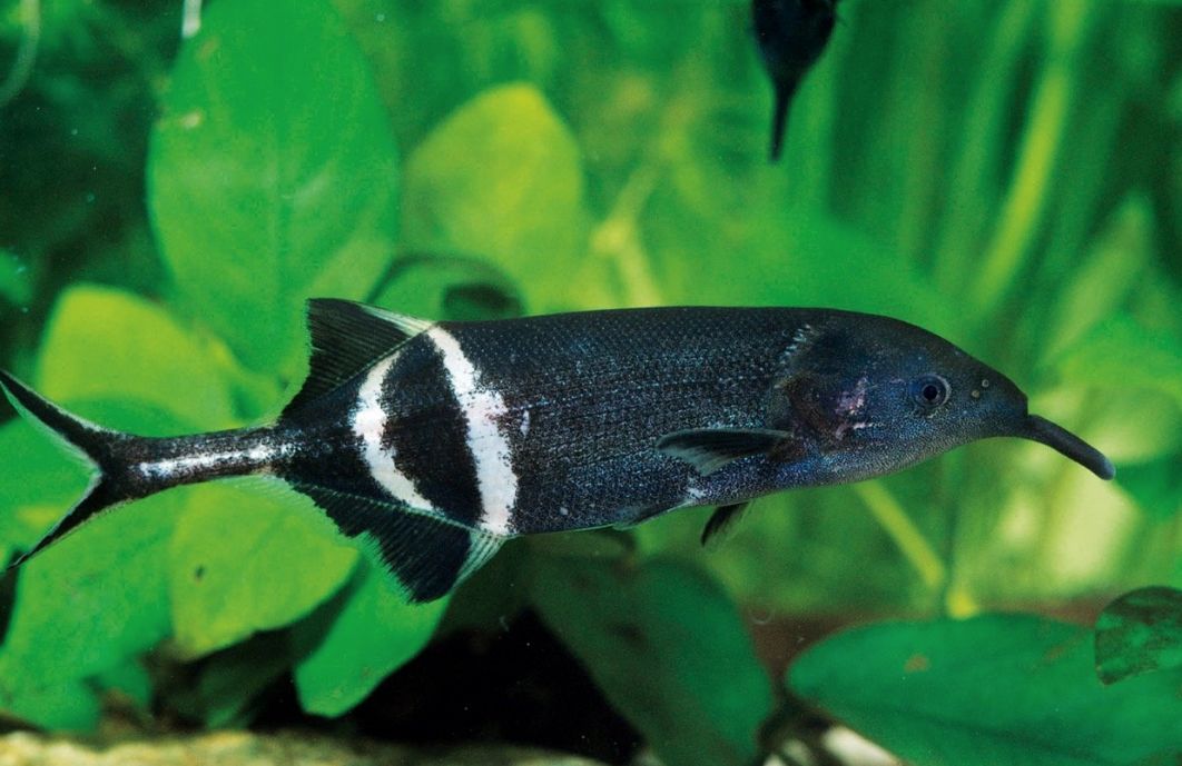 ELEPHANT NOSE FISH 