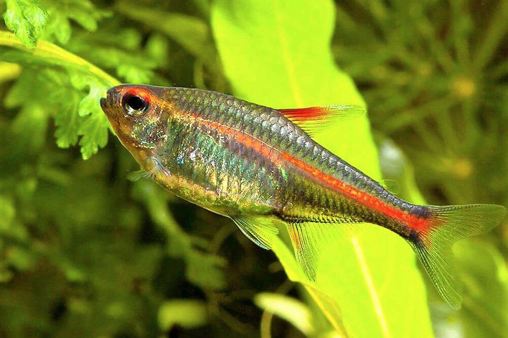 What Makes Neon Tetras Glow? Facts You Need to Know! – Glass Grown Aquatics