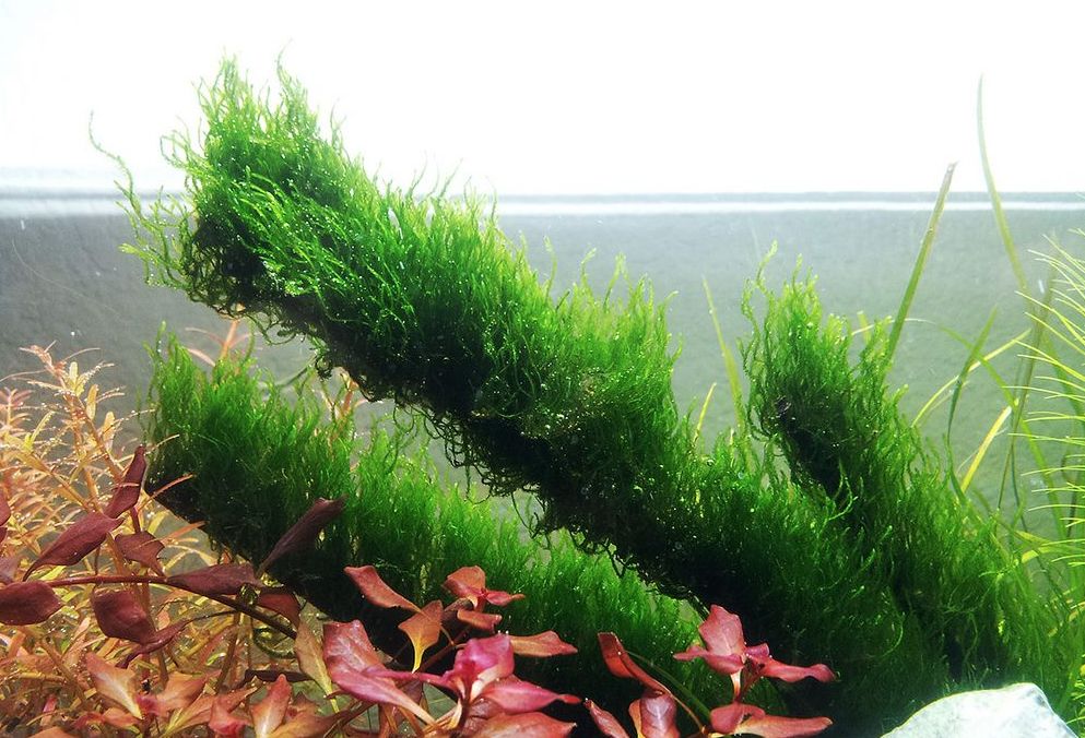 Flame moss  Types of moss, Planted aquarium, Moss