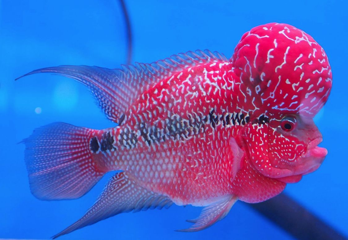 Flowerhorn live outlet fish