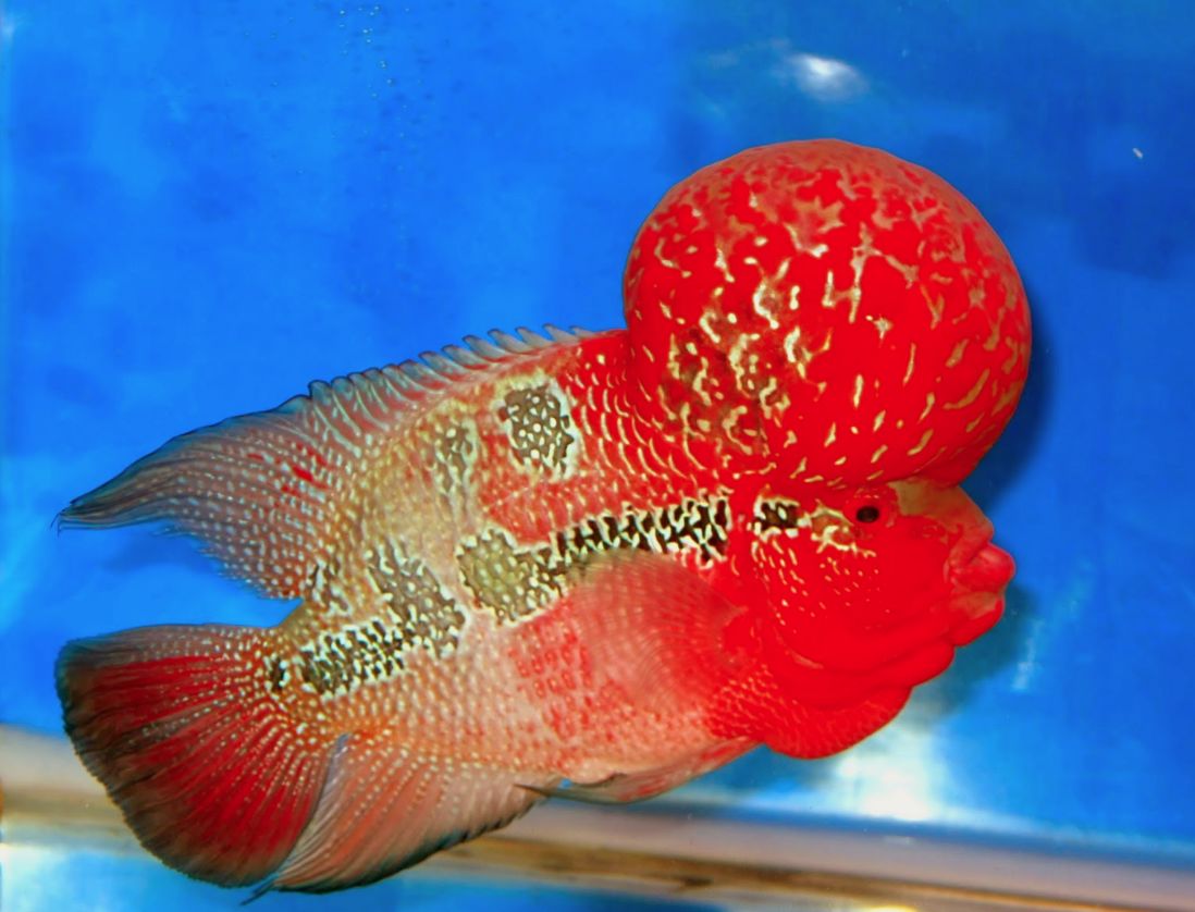 types of flowerhorn fish