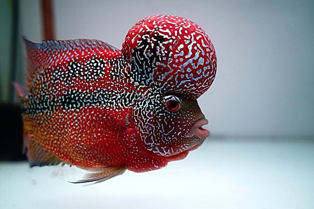 Flowerhorn Breeding Process