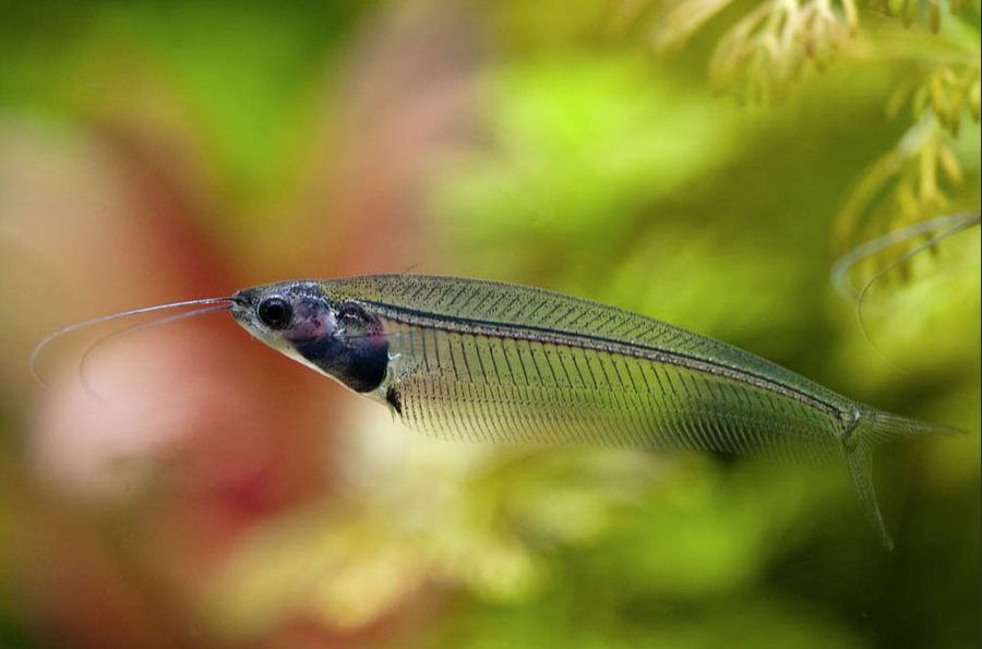 Glass catfish clearance care