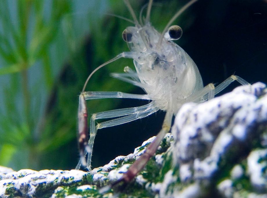 Beginner's Guide to Ghost Shrimp Care: Tips and Techniques