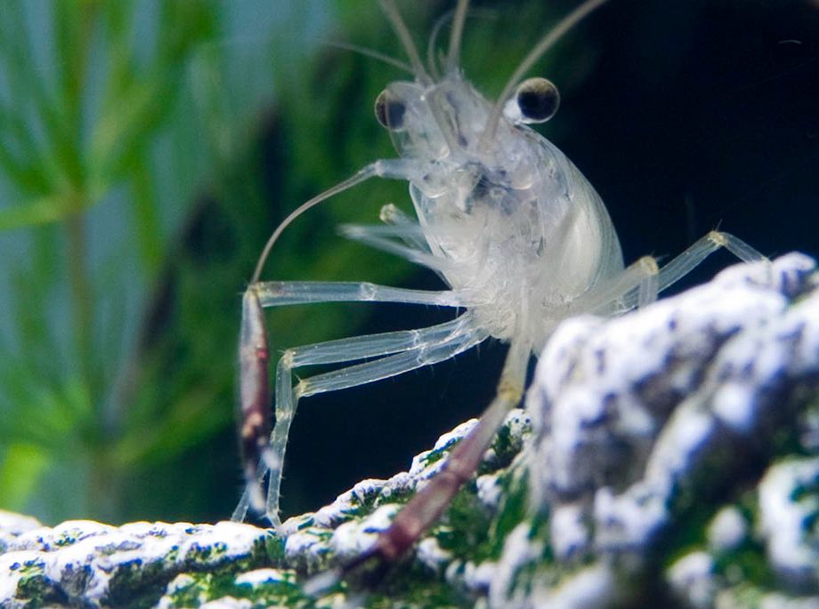 Glass 2025 shrimp care