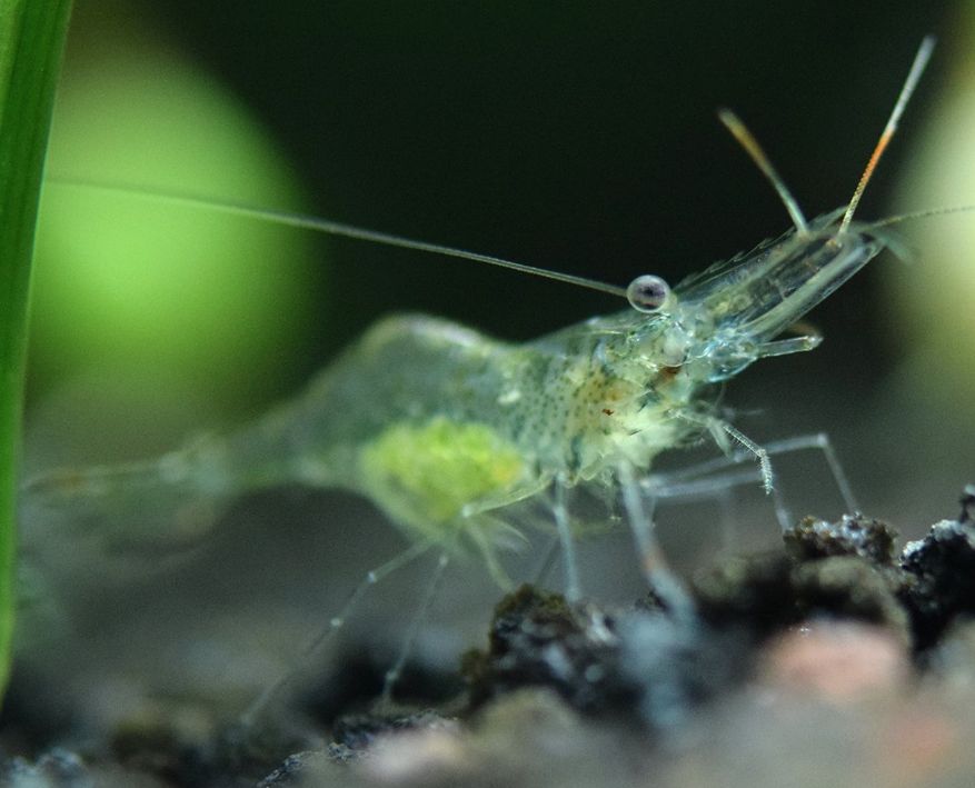 Ghost shrimp outlet feeding