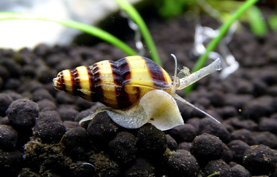 Assassin Snails: The Ultimate Anentome Helena Care Guide!