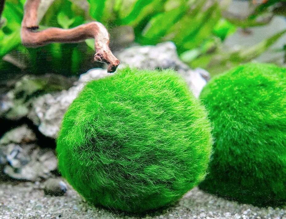 Marimo Moss Balls Care Sheet: Aquarium Requirements, Propagation & Habitat  Mates