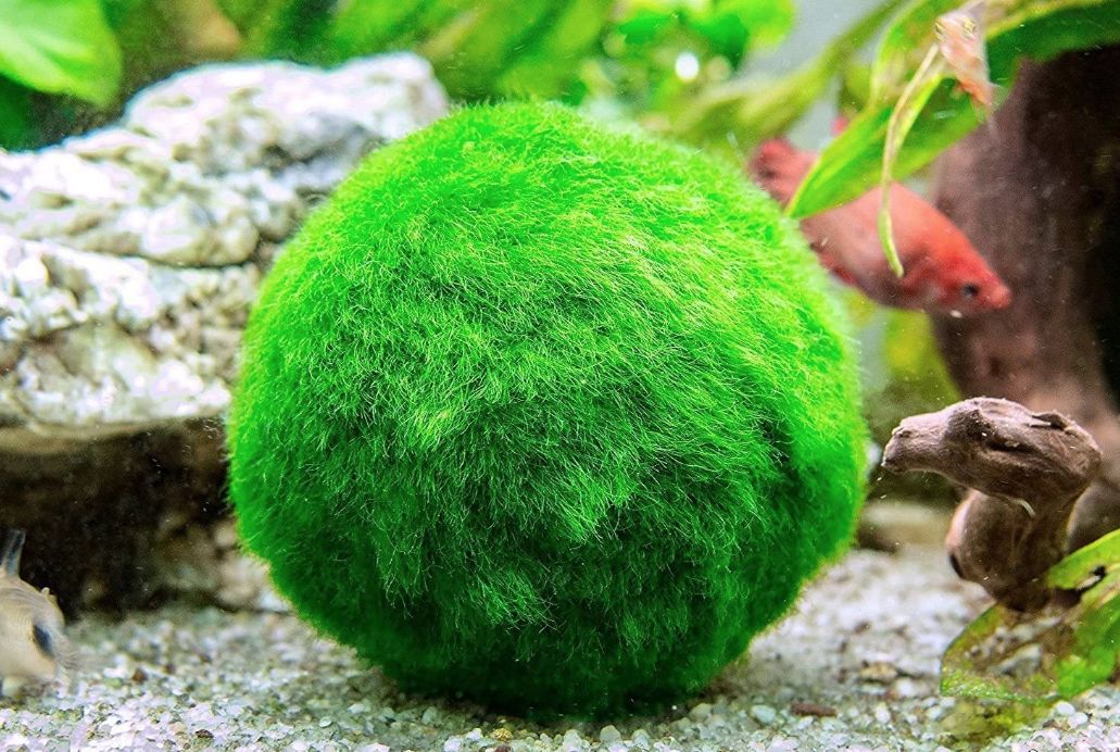 2pcs Moss Balls Live Aquarium Plants Natural Green Moss Balls