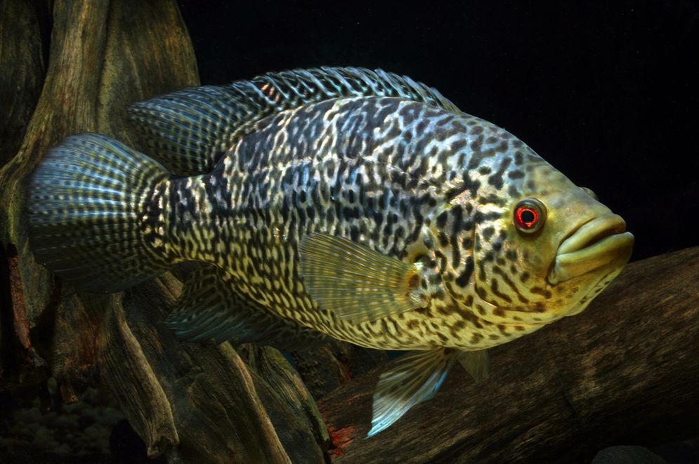 jaguar cichlid teeth