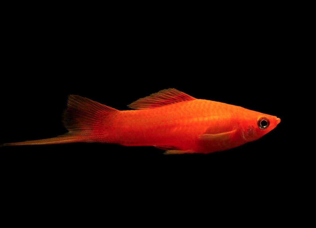 Red swordtail best sale fish care