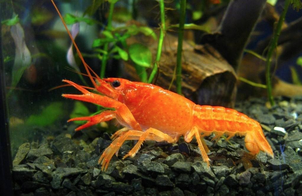 mexican-dwarf-crayfish-a-comprehensive-guide-to-care