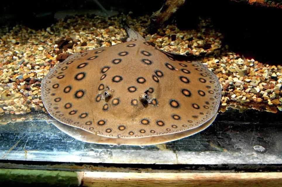 freshwater teacup stingray