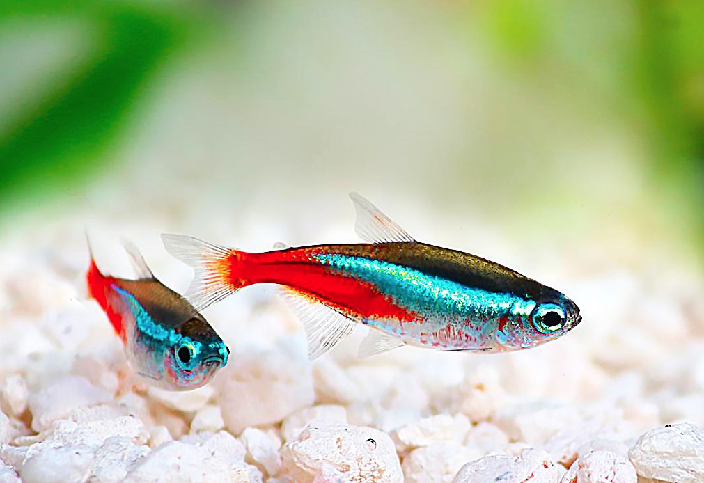 Neon tetra care sale