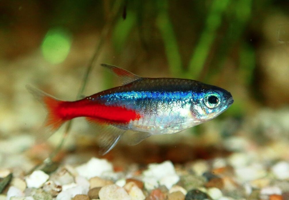 All About Neon Tetra: Care, Size and Tank Requirements