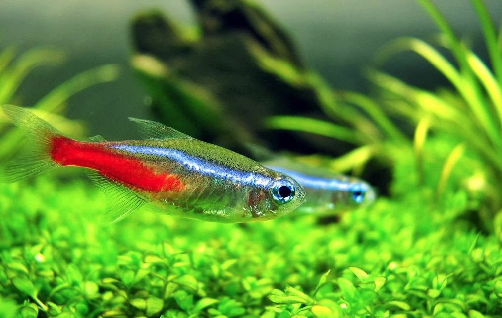 NEON: The 4th new Neon Tetra – Paracheirodon n. sp. – BAP