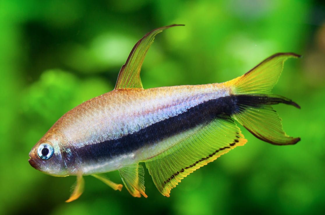 Blue Emperor Tetra: Size, Tank Mates, Temperament & More