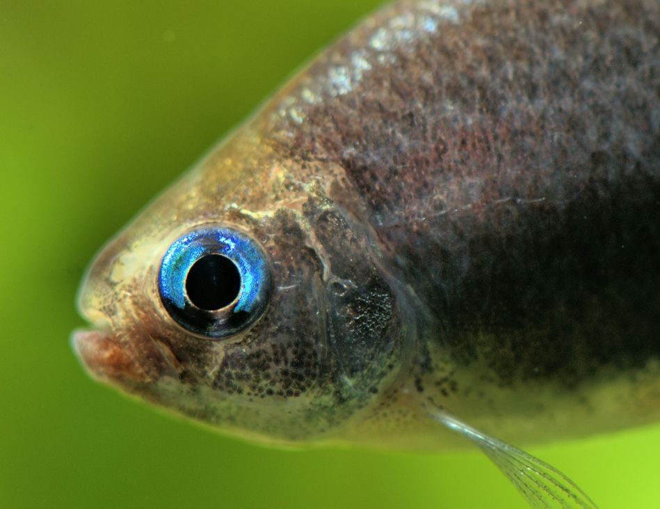 Blue Emperor Tetra: Size, Tank Mates, Temperament & More