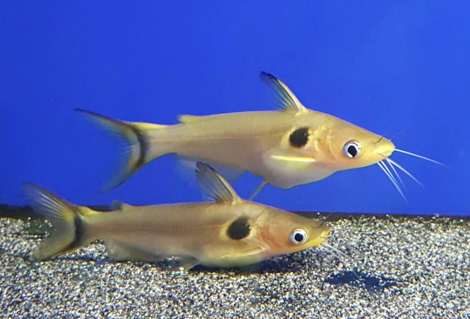 Golden Sun Catfish For Sale At Aquarium Fish Depot, 41% OFF