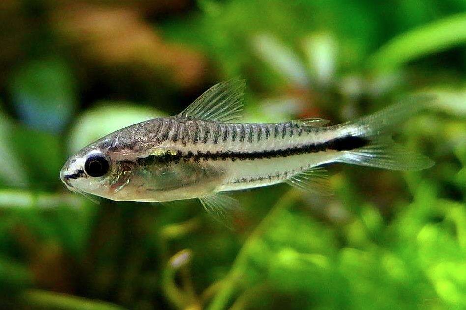 Pygmy hot sale corydoras care