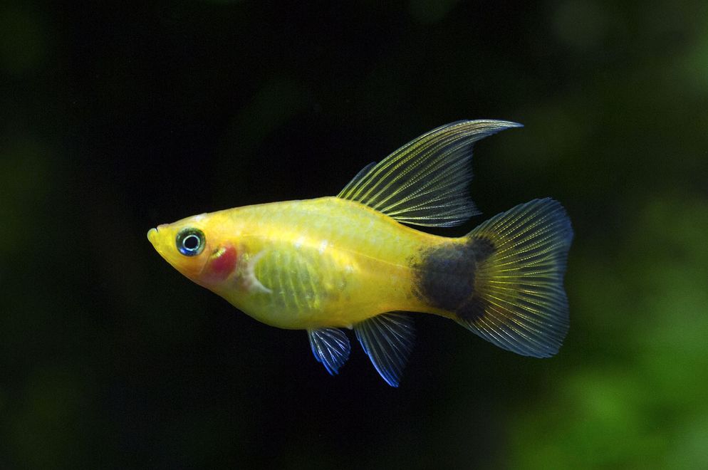 platy fish types