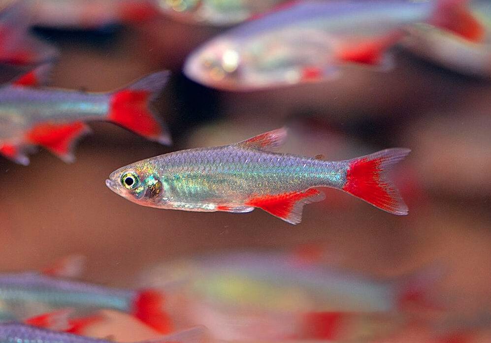 Bloodfin Tetra Care Guide The Aquarium Guide