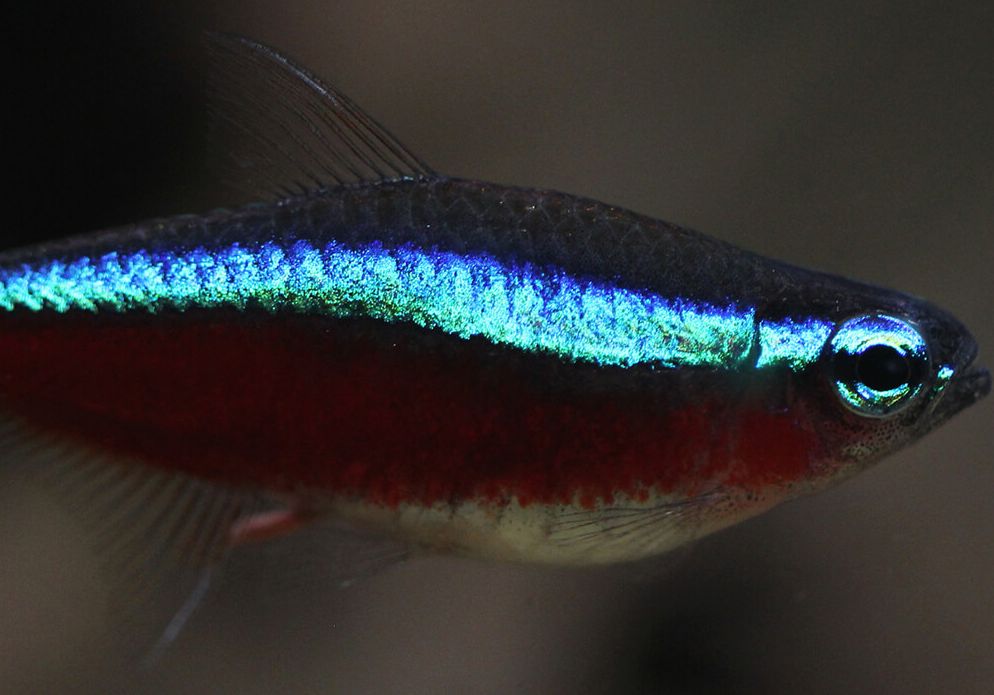 Neon Tetra (Paracheirodon innesi) - shop Imperial Tropicals