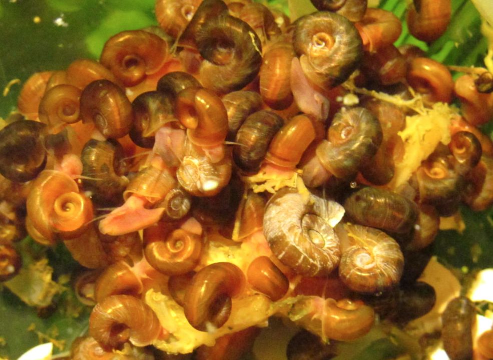 Aquarium Snails Cucumber at Larry Richardson blog