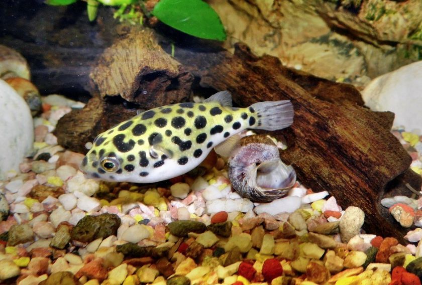 How to get rid of snails in fish tank? 6 ways | MeeThePet