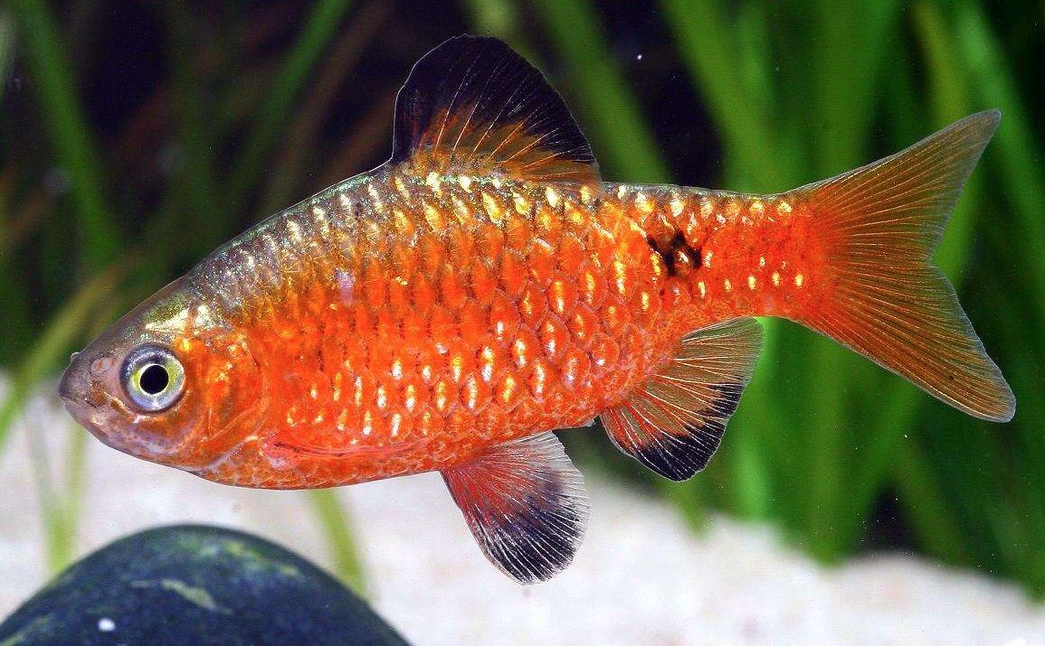 red glass barb