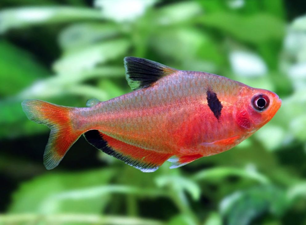 red tetra fish