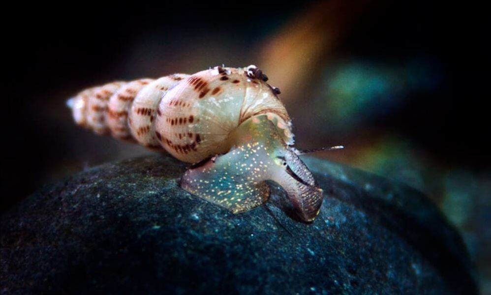  Live Mosquitofish Trumpet Snails Freshwater Aquarium