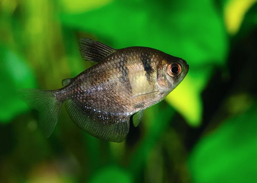 Black Tetra: Size, Care, Lifespan, Tank Mates | MeeThePet