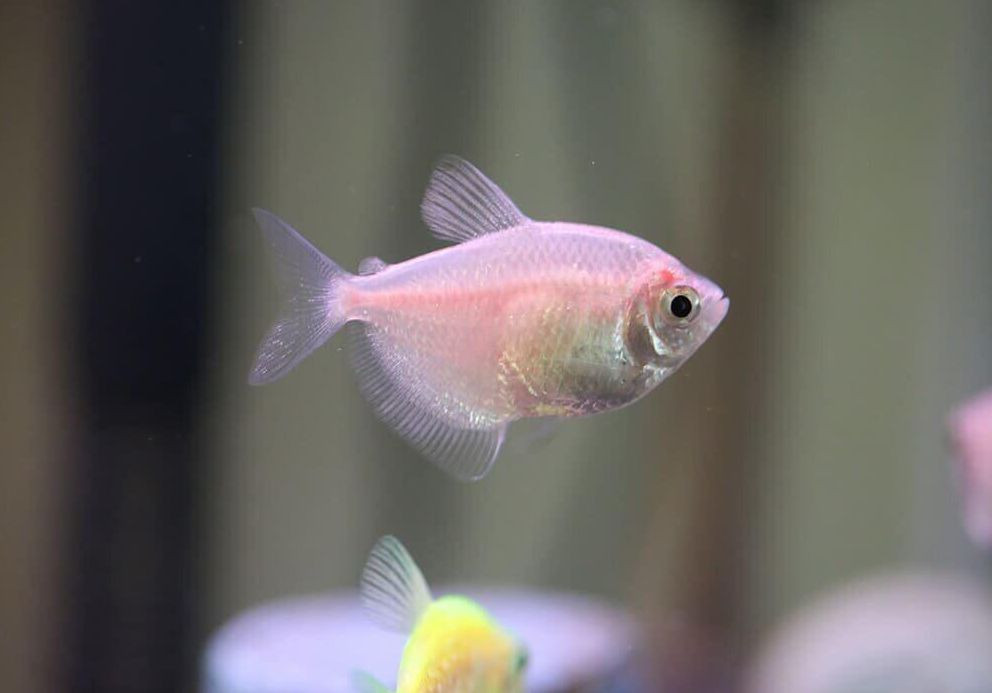 Pink clearance skirt tetra