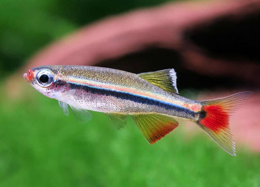 White Cloud Mountain Minnow: Caring For These Colorful Community