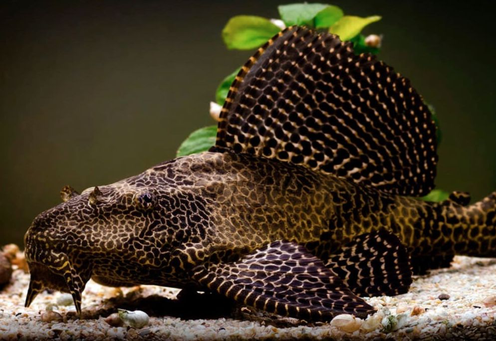 Sailfin Pleco: Size, Care, Lifespan, Tank Mates MeeThePet