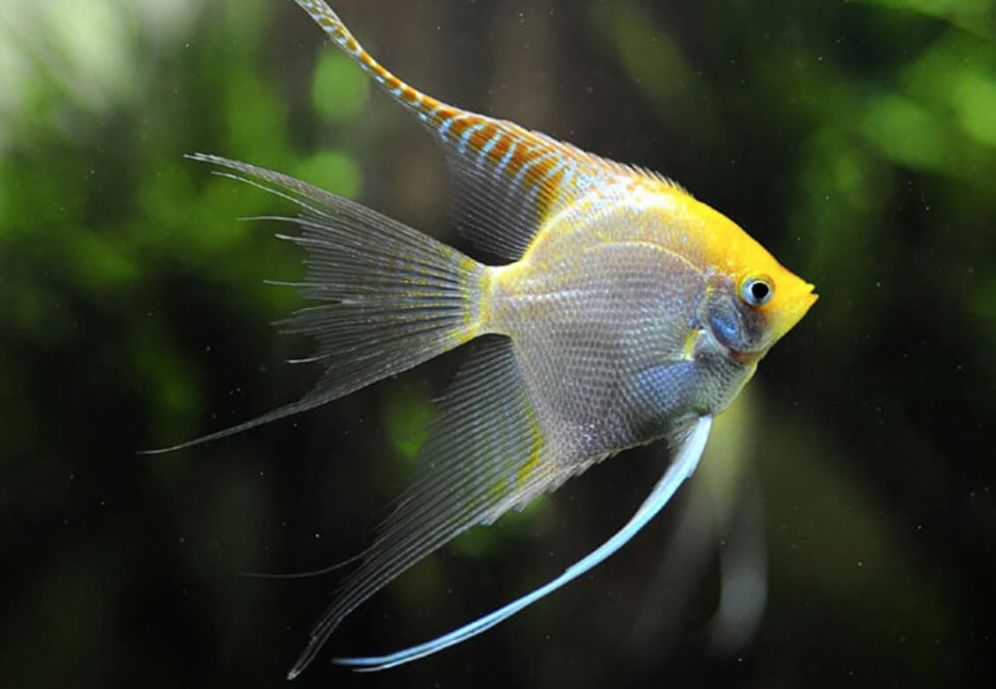 Angelfish (Pterophyllum Scalare) Care: Tips for Success