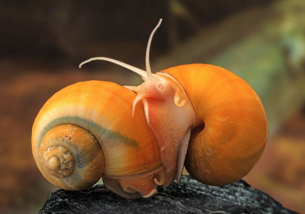 snails that look like fish eggs