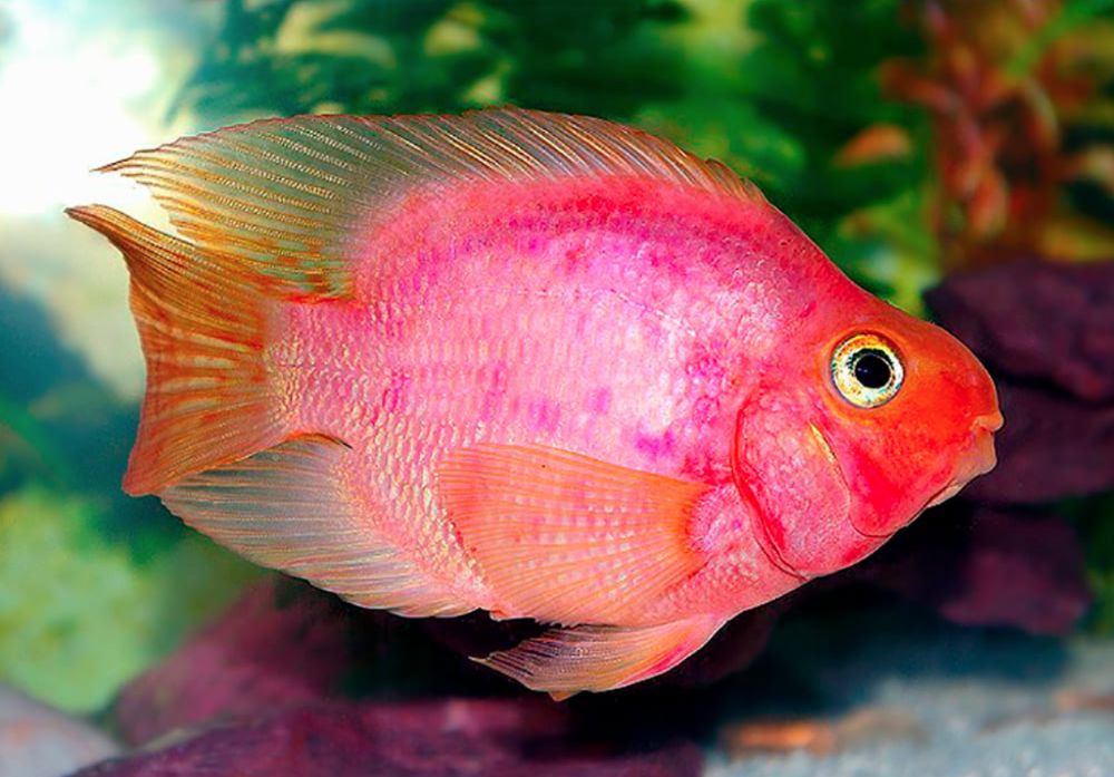 Pink Purple Blood Parrot Cichlid Fish Stock Photo, 51% OFF