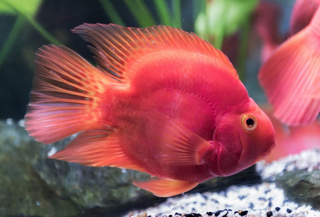 140+ Blood Parrot Cichlid Aquarium Fish Stock Photos, Pictures &  Royalty-Free Images - iStock