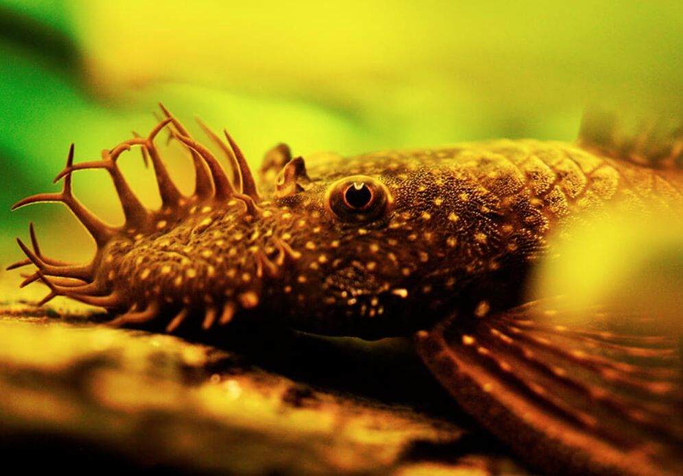 Bristlenose Pleco Care Creating the Ideal Habitat for Plecos