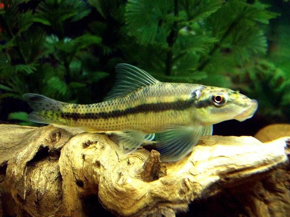 siamese algae eater