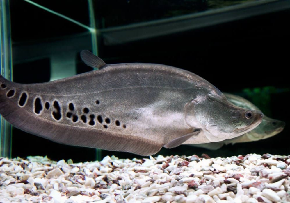 african clown knife fish