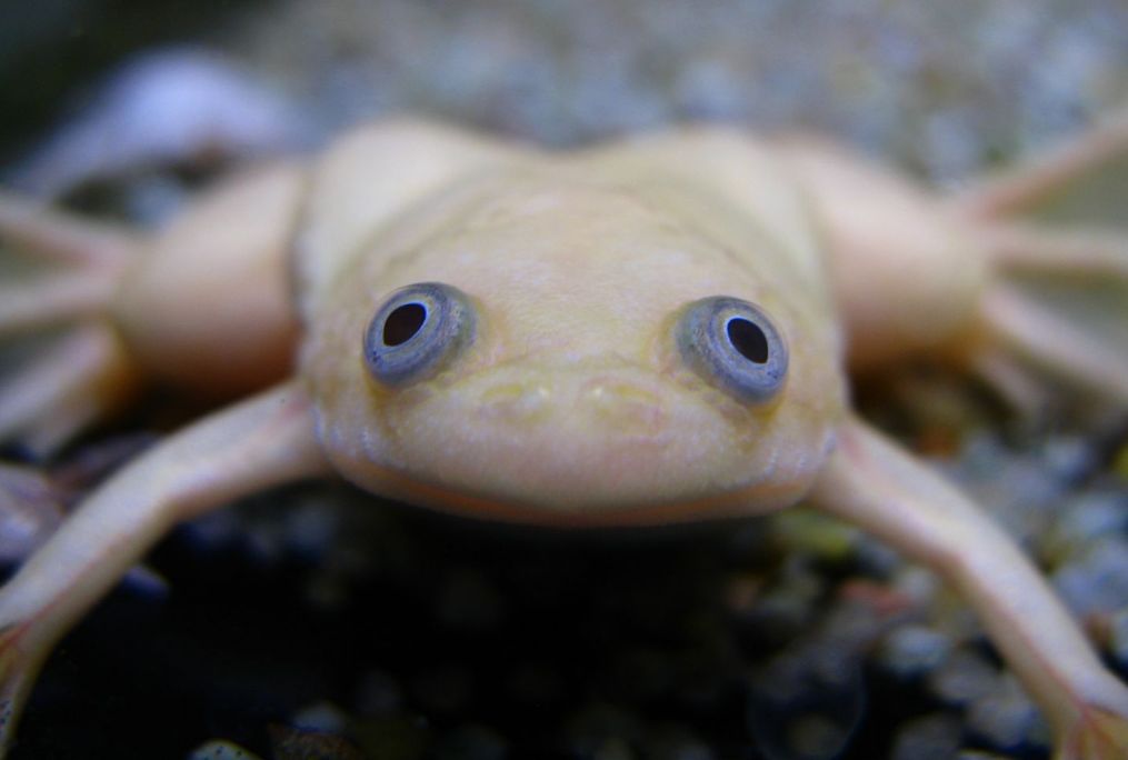 Albino 2024 frog aquarium