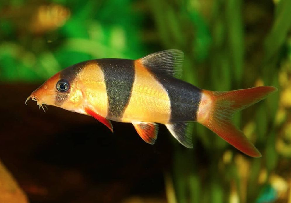 Clown clearance loach care