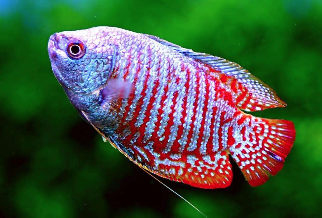 Tropical fish hotsell dwarf gourami