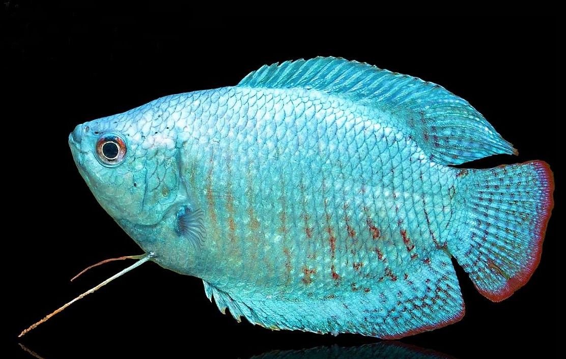 GOURAMI - DWARF POWDER BLUE Trichogaster lalius - Aquatics Unlimited