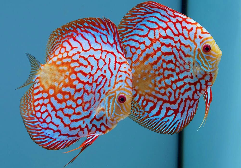 Discus fish maintenance sale